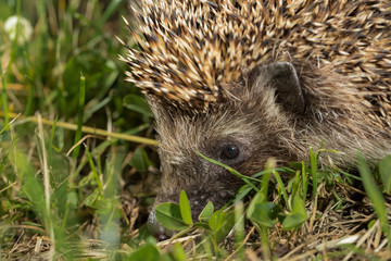 Wild hedgehog on walk in the forest. Scientific name 