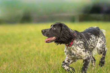 Proud Young proud english springer spaniel hunting dog on a meadow - obrazy, fototapety, plakaty