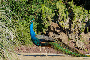 Naklejka premium Male Peacock walking around