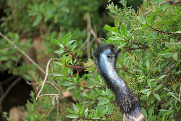 Emu auf Futtersuche in Australien