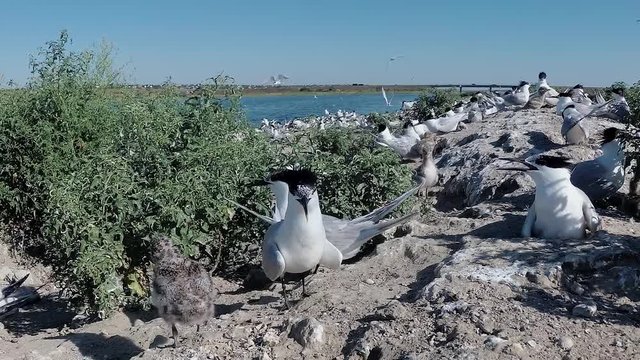 Sandwich tern (Thalasseus sandvicensis). Young birds in a large colony of terns on a sandy island, the noise and cries of flying birds, Tiligul estuary. Birds of Ukraine