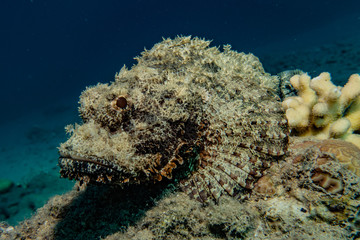 Fish swim in the Red Sea, colorful fish, Eilat Israel