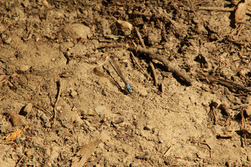 Blue Dragonfly in the Dirt