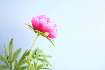The pion rose flower on the blue background with copy space.