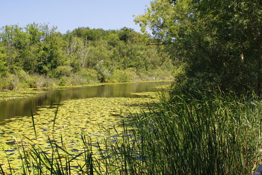 landscape with river and trees
