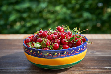 Rustic, vintage or folkish bowl full of red riped juicy and healthy sour cherries harvested in the home organic orchard or garden on the old wooden table outside with blurry green background behind.