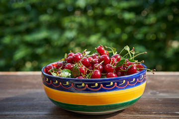 Rustic, vintage or folkish bowl full of red riped juicy and healthy sour cherries harvested in the home organic orchard or garden on the old wooden table outside with blurry green background behind.