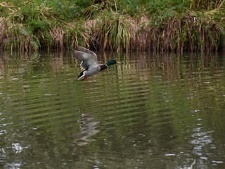 Duck flying off