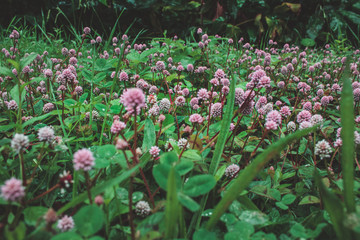 small pink flowers growing on a green field on Sao Miguel Island, Azores, Portugal