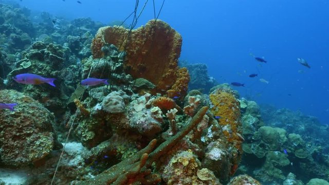 Seascape of coral reef in the Caribbean Sea around Curacao with coral and sponge