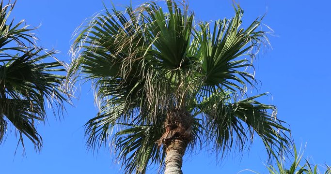 Plam tree at Ohama beach in Amami oshima Kagoshima