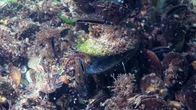 Tentacled blenny (Parablennius tentacularis). The male is on the bottom, medium shot. Black Sea.