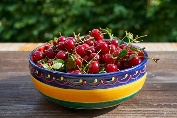 Close up picture of rustic, vintage or folkish bowl full of red riped juicy and healthy sour cherries harvested in home organic orchard or garden on the old wooden table outside with green background.