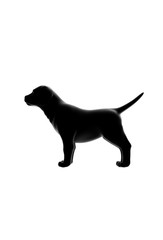 Dog isolated on white background 3D Rendering