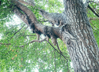 Blur of big Gingko trees, taken in Nantong, Jiangsu, China