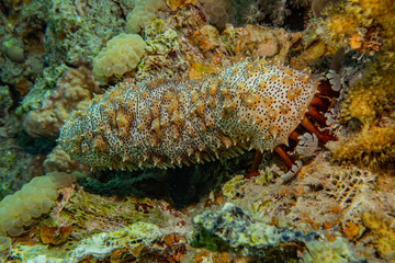 Fish swim in the Red Sea, colorful fish, Eilat Israel