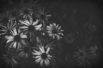 Black and White shot of Daisies