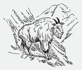 Rocky mountain goat oreamnos americanus standing in an alpine landscape. Illustration after a historical engraving from the early 20th century