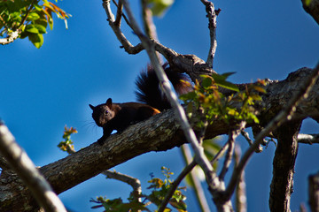 The squirrel posing.