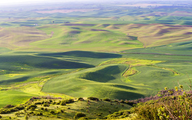 Rolling hills with wheat fields in morning hours at Palouse, Washington state, USA