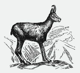 Chamois rupicapra standing on rock in mountainous landscape, after antique engraving from early 20th century