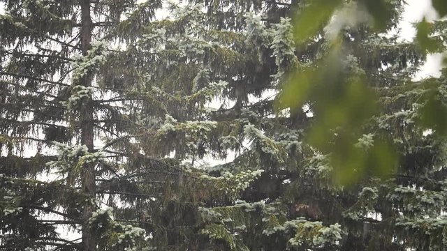 Heavy rain. Storm in the forest or park. Bad weather. Slow motion.