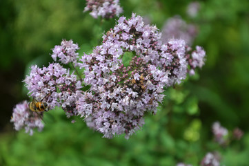 Summer flowering Origanum vulgare