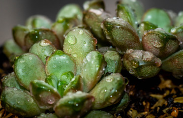 closeup of Graptoveria amethorum, cluster succulent plant