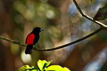 Black and red bird perched.