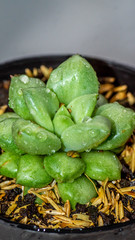 closeup of green Anacampceros, succulent plant