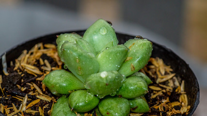 closeup of green Anacampceros, succulent plant