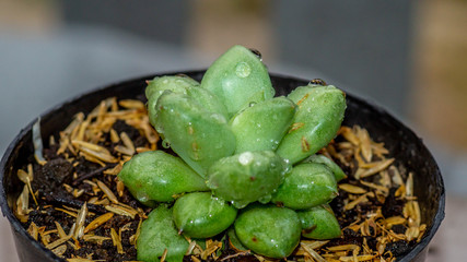 closeup of green Anacampceros, succulent plant