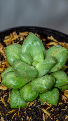 closeup of green Anacampceros, succulent plant