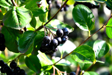 Black chokeberry in the garden, outdoors on a sunny summer day.
