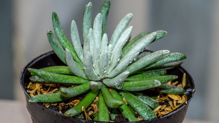 closeup of Senecio scaposus, succulent plant