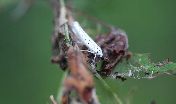 bird cherry ermine (Yponomeuta evonymella) day active moth on tree