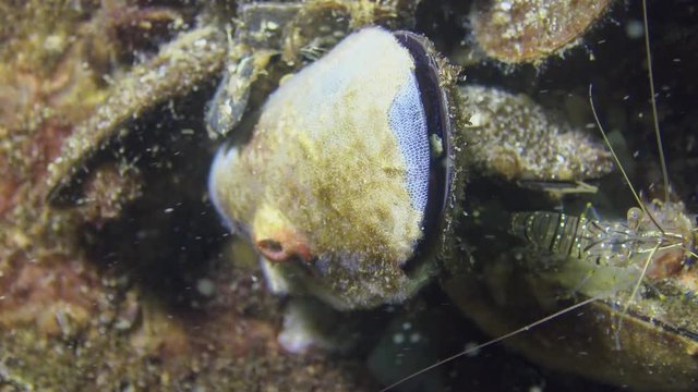 Colony Bryozoa on the mussel sink (also known as the Polyzoa, Ectoprocta or commonly as moss animals)