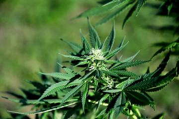 Ripening cannabis outdoors on a sunny summer day.