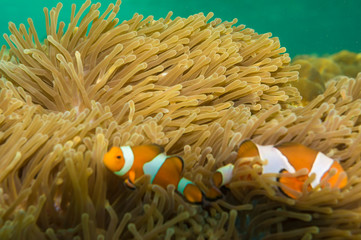 Nemo sea fish in coral reef flower