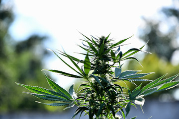 Ripening cannabis outdoors on a sunny summer day.