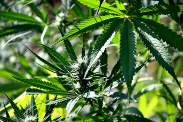 Ripening cannabis outdoors on a sunny summer day.