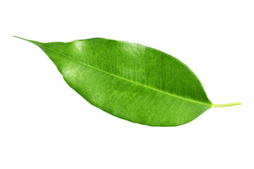 Fototapeta na wymiar Citrus tree leaf isolated on white background.