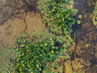 Swamp plants background