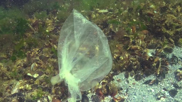 Rubbish in the water, Polyethylene bag kills marine animals, shrimps die. Ecology of nature, plastic. Black Sea, Ukraine