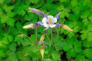 Ranunculaceae isopyreae in a park