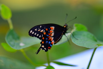 Close up of an Eastern Swallowtail (Papilio Glaucus) butterfly