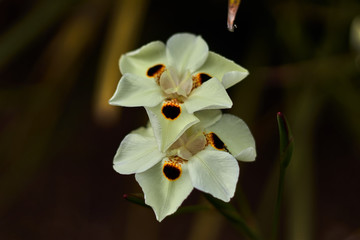 Fototapeta na wymiar Two flower with white and black petals