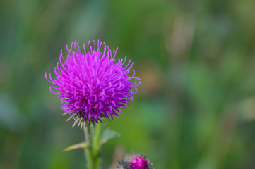 Flower burdock on a blurred background close-up. Bright flower burdock on a blurred background close-up.