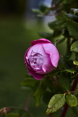 Pink and round rose in a branch with green leaves