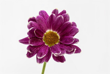 Focus Stacked Gerbera Germini flower isolated on a white background